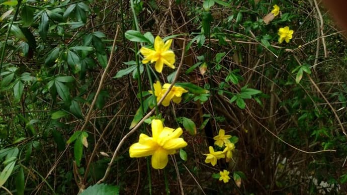 ビタミンカラーの花木 観音山