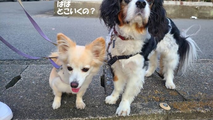 アナグマに遭ったあさんぽ~2024夏の京都三島帰省⑫