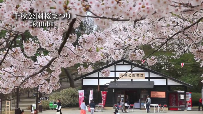 日本人みんなが大好きな桜
