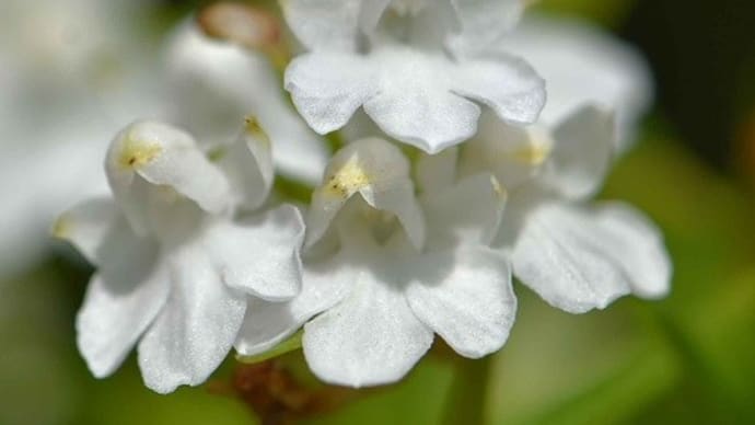 ウチョウランの仲間（４）　ウチョウラン白花