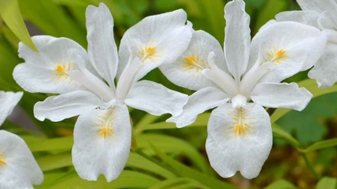 鉢植えの「白花ヒメシャガ」