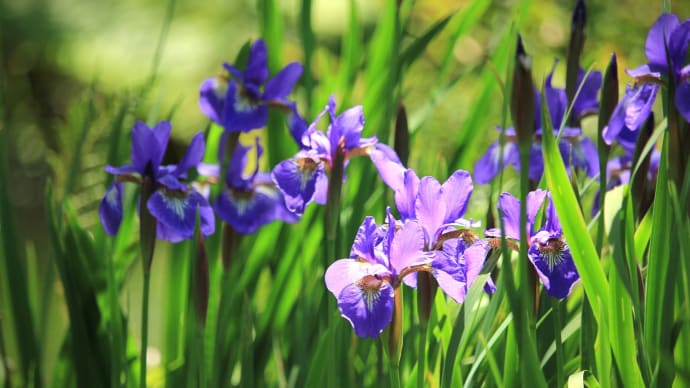 紫紺色の春、菖蒲