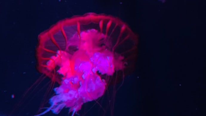 水族館デート