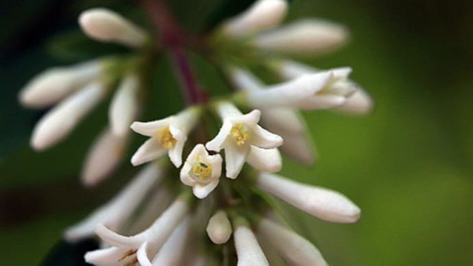 風薫る侯 横浜自然観察の森(2)