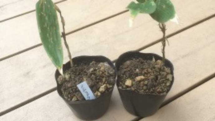 「根曲がり竹」の鉢植えに挑戦!!!~自然庭園~