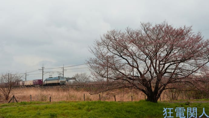 花冷え