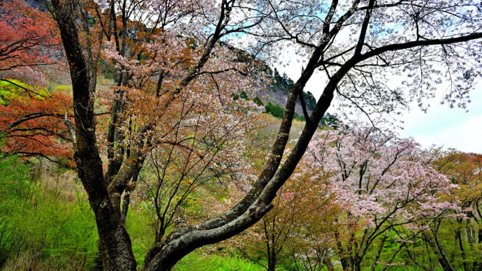 屏風岩公苑の山桜　１　（奈良県曽爾村）