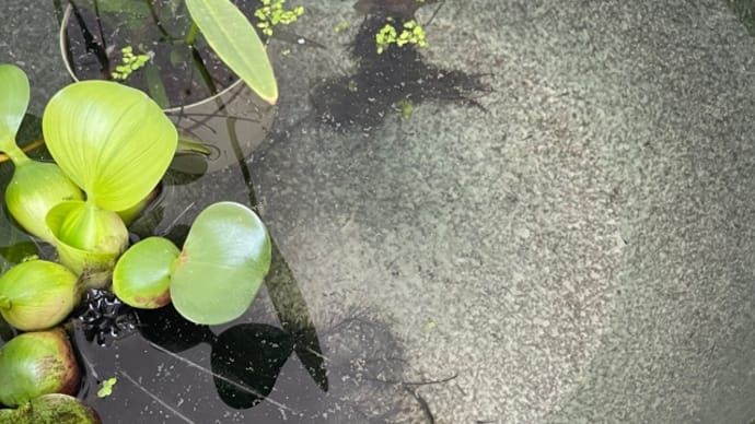 めだかが増えた