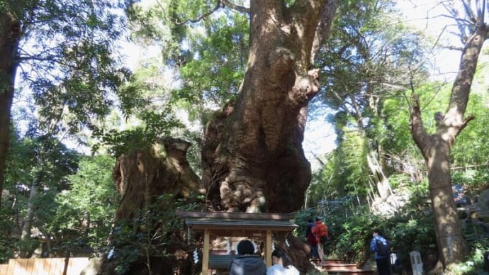 來宮神社の樹齢二千年を超える巨木