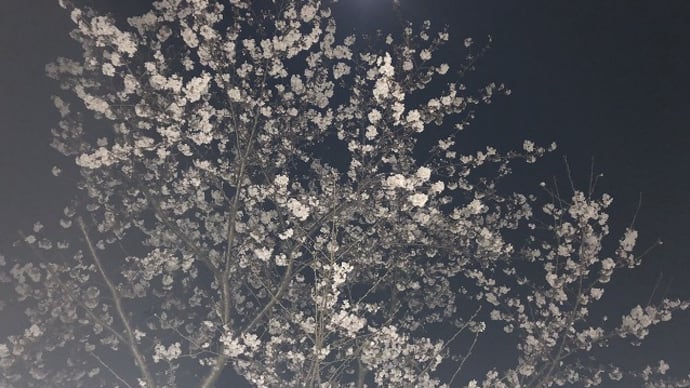 夜桜