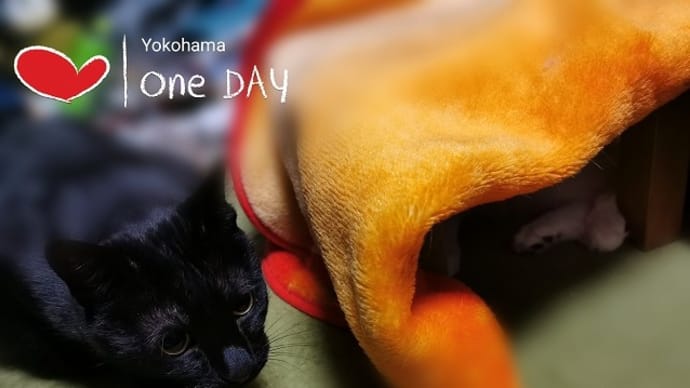 猫は溶けるもの…