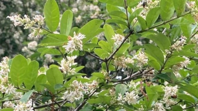 【鎮魂旅行】その4〜御料牧場2〜心の花を咲かせましょ〜