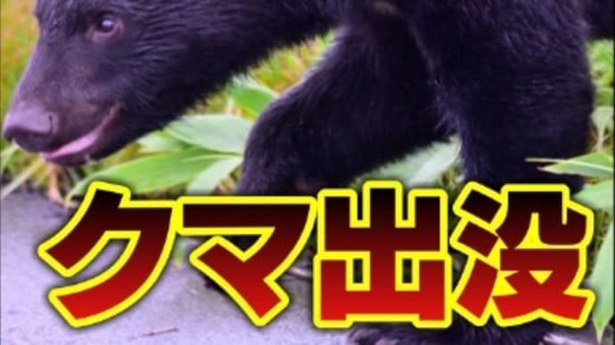 【御殿場市】ツキノワグマ出没...ご注意を!