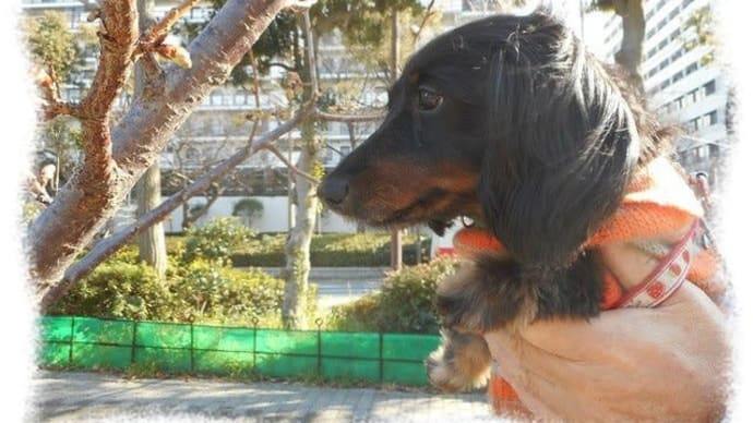 お彼岸だよ・・