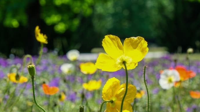 公園は花盛り・・・