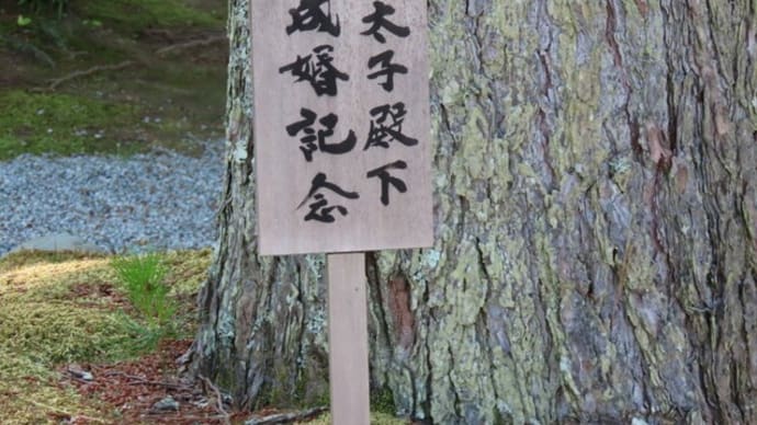 奈良の旅2023年6月 橿原神宮 皇太子殿下(現 今上天皇)御成婚記念樹