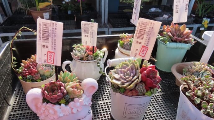 「道の駅すえよし」と多肉植物と温室