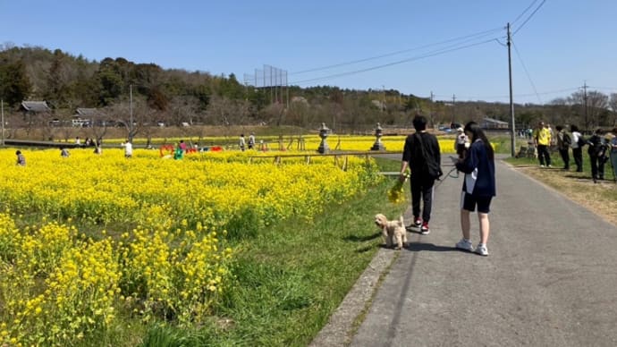 普賢寺 菜の花畑