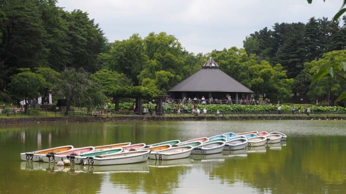 花散歩・千葉公園大賀蓮