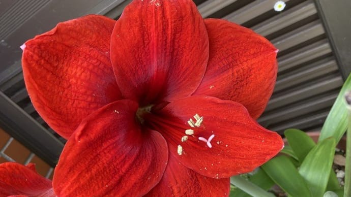 アマリリス大きなお花