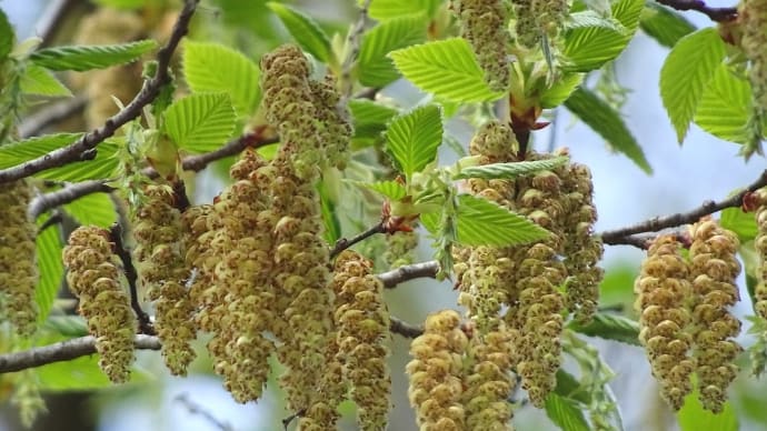 樹に咲く花 (32) カバノキ科