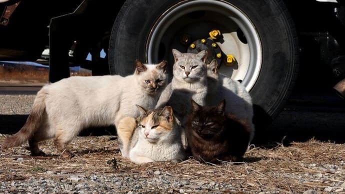 瀬戸内G島の猫たち 2025年2月 その4