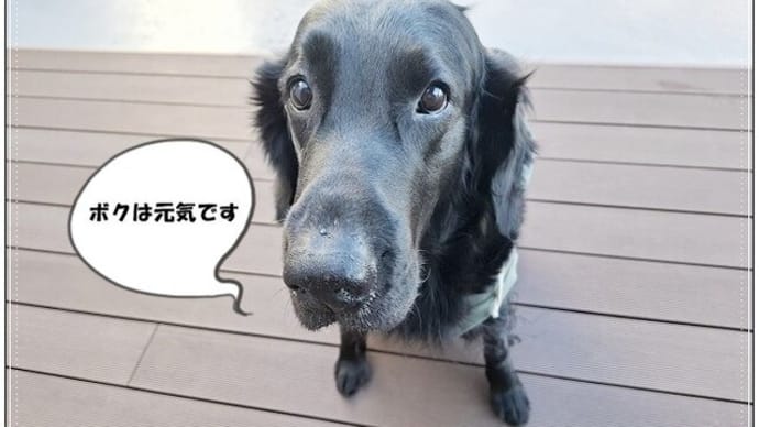 肝臓の影