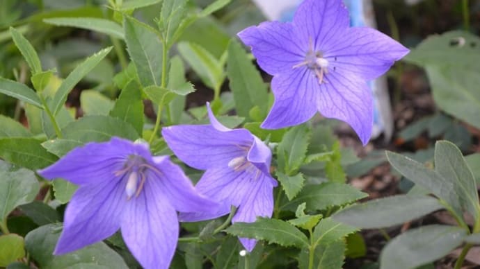 踏んだり蹴ったり✲ジュリアの開花♫