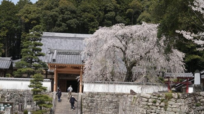 岡崎・豊田、家康ゆかりの地と花見旅7・豊田市松平郷(松平東照宮、高月院)