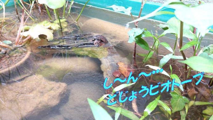 どじょうビオトープあまりに寂しいので共存することにしました＆雨漏り原因は樋のつまり＆男蕎麦