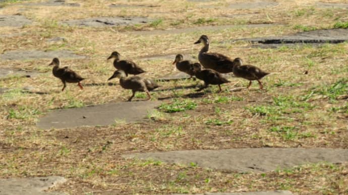 公園の親子連れ