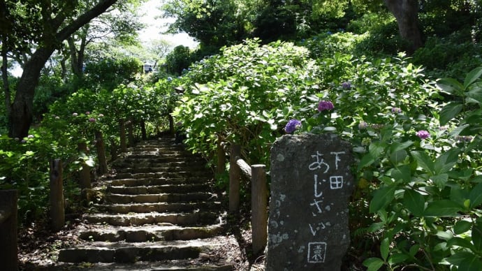 あじさい狩り 静岡県下田市下田公園 第53回伊豆下田温泉あじさい祭(8)あじさい園あじさい群生エリア