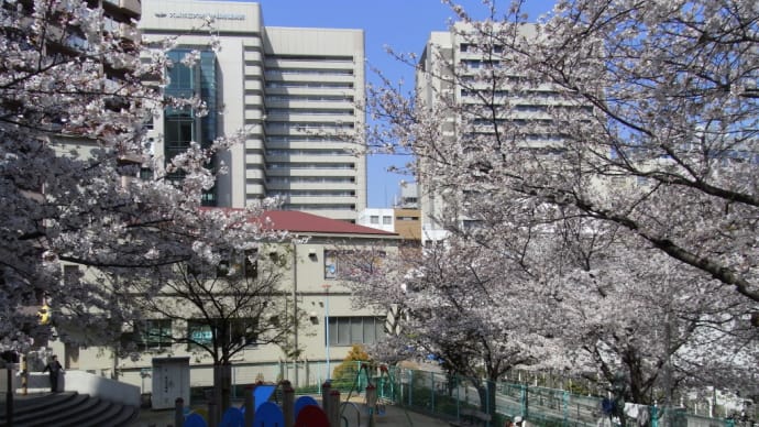金塚地区の桜