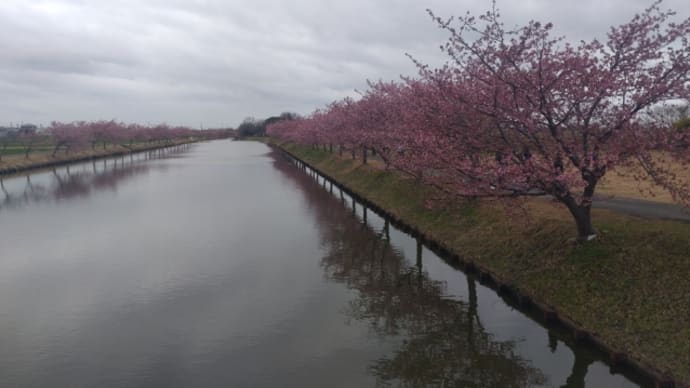 笠原の河津桜