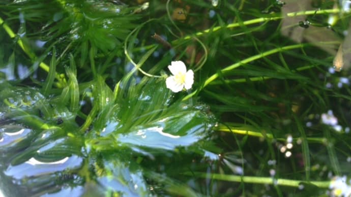 水草　アナカリスの花