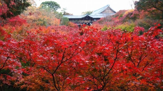 にしさんの花日記 京都の紅葉が最高です 東福寺 通天橋