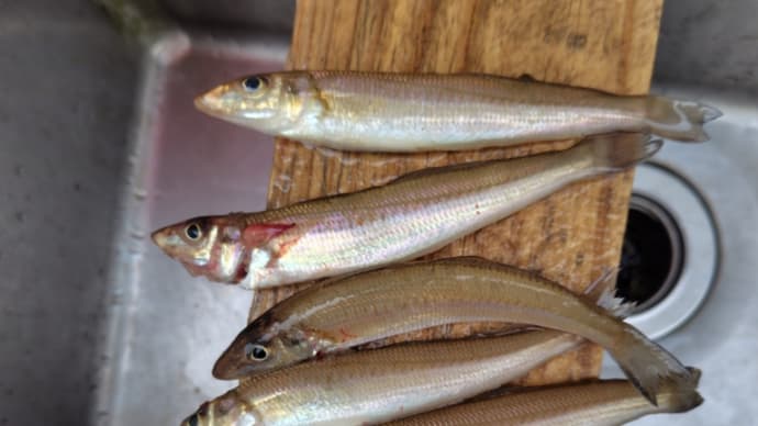 シロギスが釣れ出しました