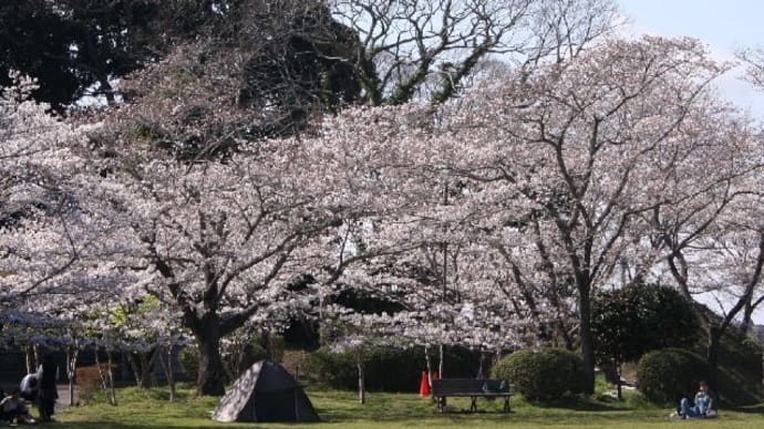 茂原公園の桜が見ごろです