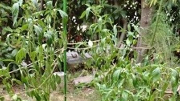 今日もニラの花の天ぷらです やっとピーマンの実が生り始めました