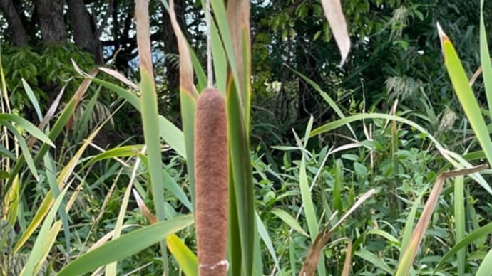 近所で見かけた野草など