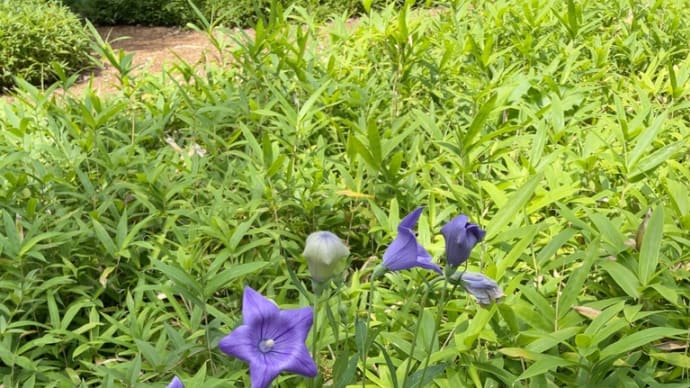 六花の森に魅せられて