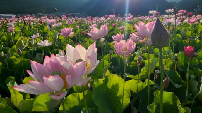 蓮の花苑で朝活しました(ニコッ!)