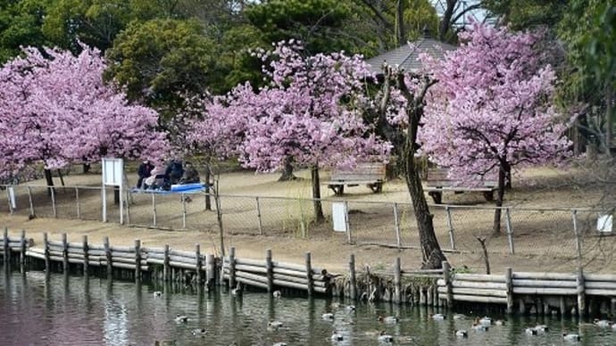 水島緑地福田公園 河津桜 と 鳥たち