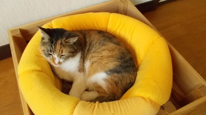 今年もみかん…。