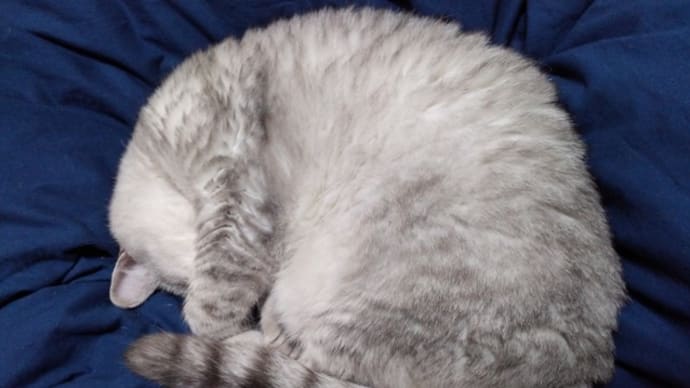 どれも猫らしいけどな