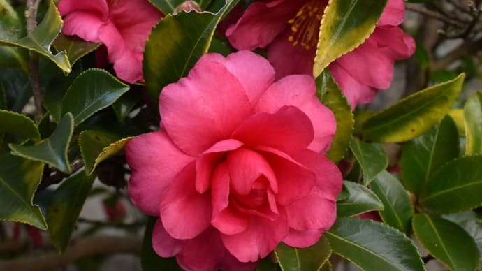 冬日の花写ん歩:サザンカ、ツバキ・・・