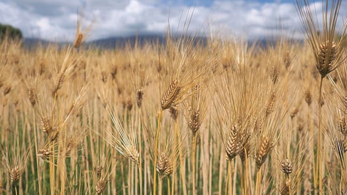 ★信州安曇野にて大麦の麦秋風景　2023