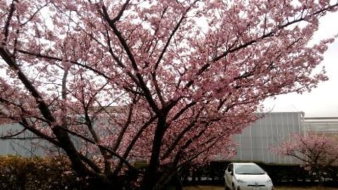 桜が満開