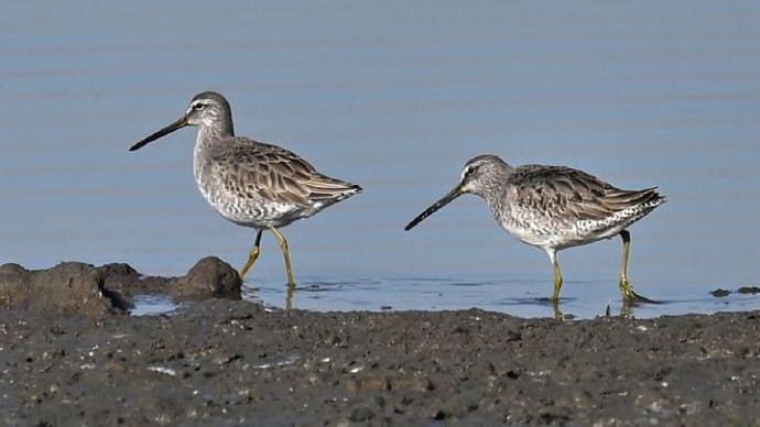 オオハシシギとユリカモメ