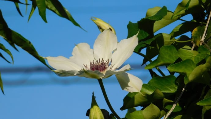 カザグルマの森の花のゴールデンウィーク